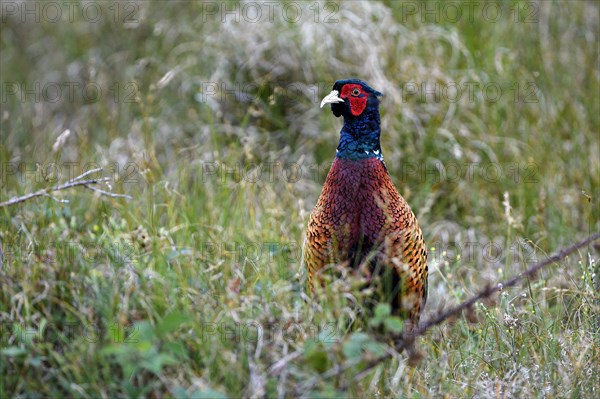 Pheasant