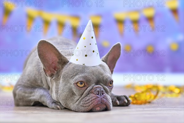 French Bulldog dog with party hat in front of golden garland on blue background