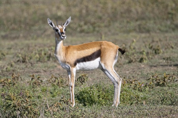 Serengeti thomsons gazelle