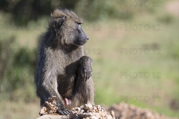 Olive baboon