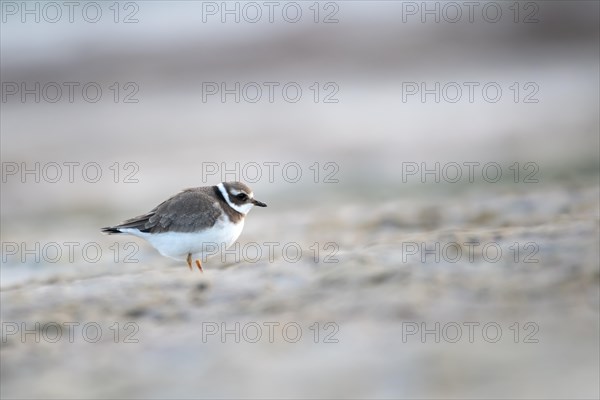 Ringed Plover