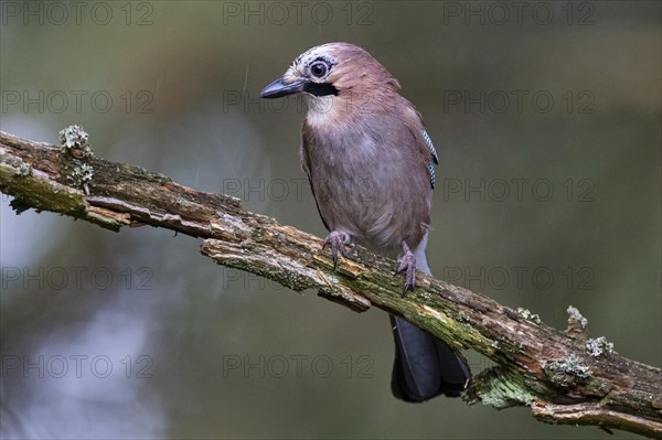 Eurasian jay