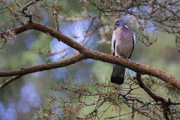 Common wood pigeon