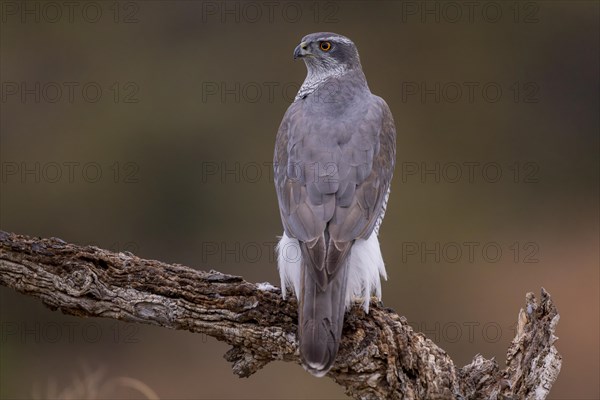 Northern goshawk