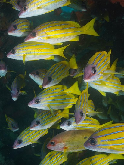 Shoal, group of bluestripe snapper