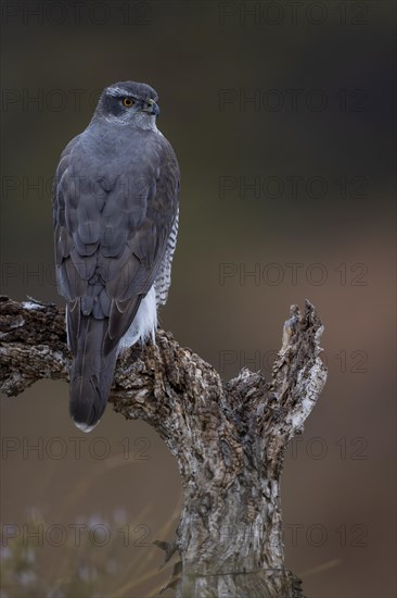 Northern goshawk