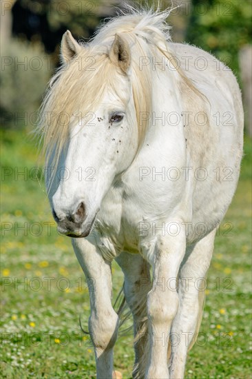 Camargue horse in a pasture in the Camargue National Park. Provence-Alpes-Cote dAzur, France, Europe