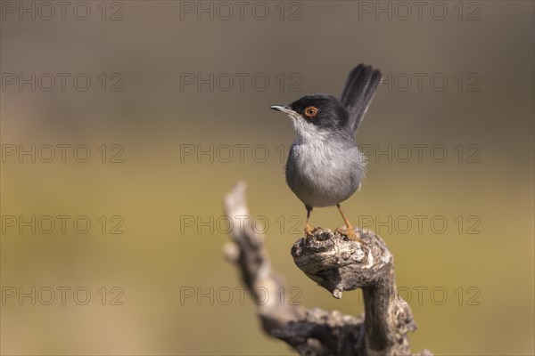 Sardinian warbler