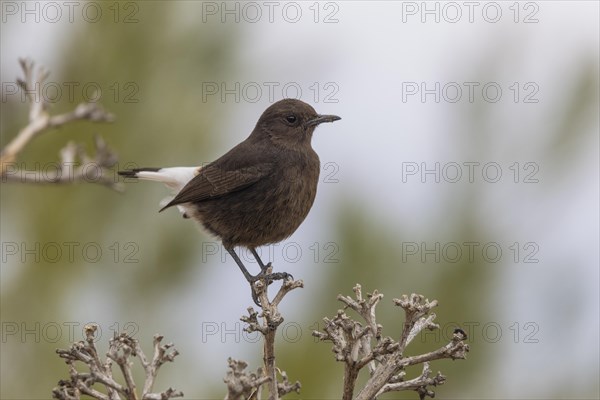 Black Wheatear