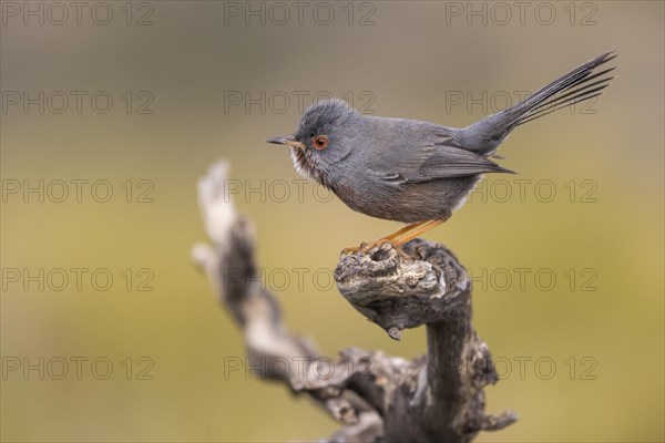 Dartford warbler