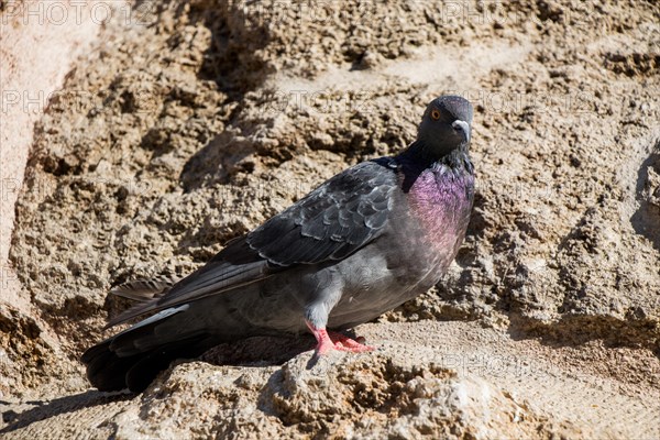Single pigeon sitting on a rock background