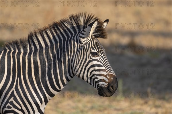 Plains Zebra of the subspecies crawshay's zebra