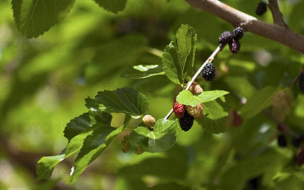 Black mulberry