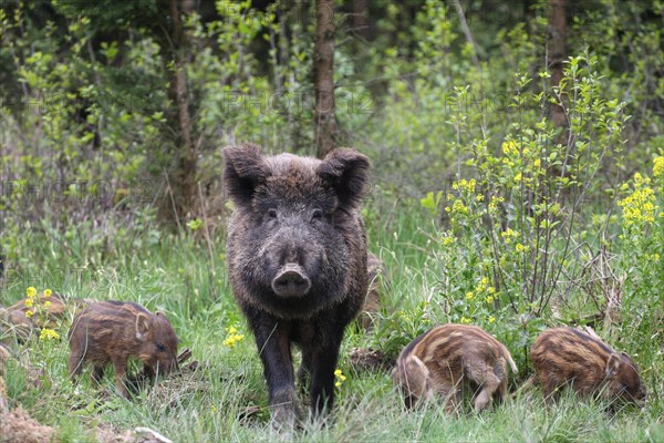 Wild boar