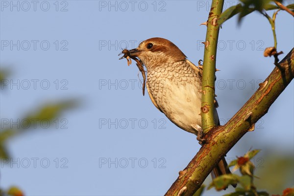 Red-backed Shrike