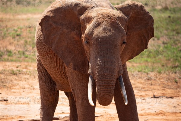 An elephant at the waterhole in the savannah of East Africa, red elephants in Tsavo West National Park, Kenya, Africa