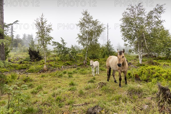 Grinden plateau, the typical landscape of the Black Forest plateau is kept free by grazing horses, Baiersbronn, Baden-Wuerttemberg, Germany, Europe