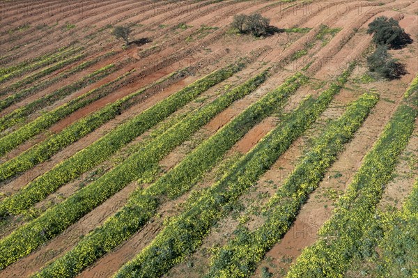 Field with flowering wood sorrel, Algarve, Portugal, Europe