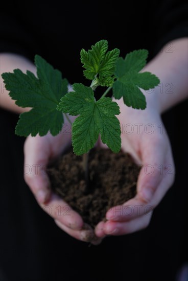 A sprout on a hand