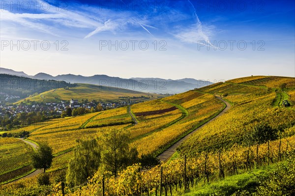 Village and autumn coloured vineyards, sunrise, Pfaffenweiler, near Freiburg im Breisgau, Markgraeflerland, Black Forest, Baden-Wuerttemberg, Germany, Europe