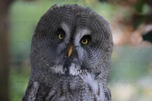 Great Grey Owl