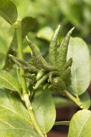 Buddhas Hand