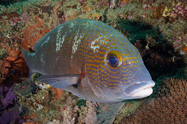 Orange-spotted sweetlips