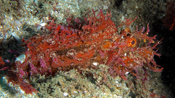 Popeyed scorpionfish