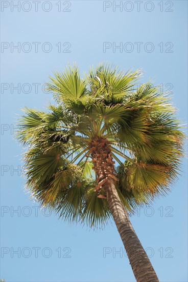 Tropical palm tree