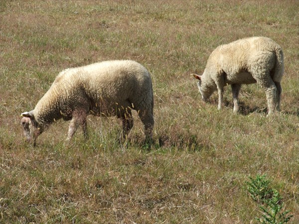 Sheep grazing