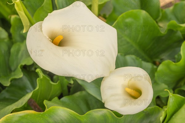 White arum in flower in the garden. Alsace, France, Europe