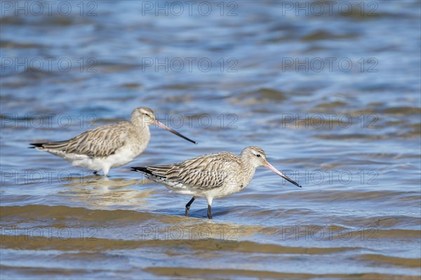 Bar-tailed Godwit