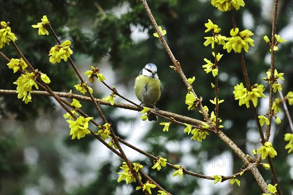 Blue Tit