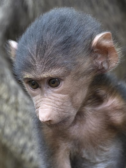 Olive baboon