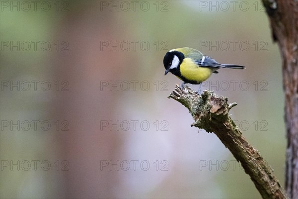 Great tit