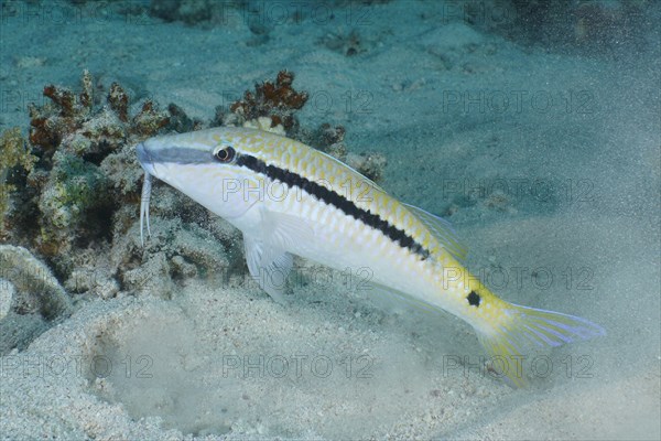 Red sea goatfish