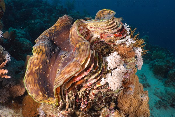 Fluted giant clam