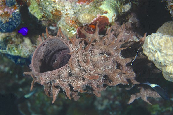 Spiny tube sponge