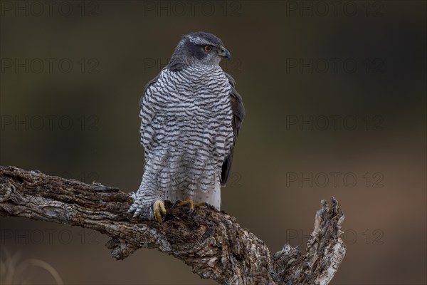 Northern goshawk