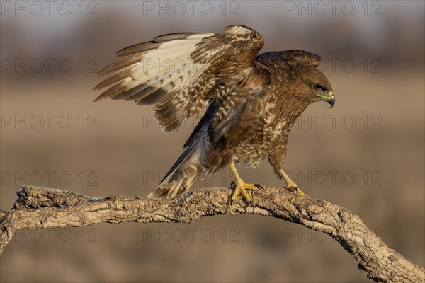 Steppe buzzard