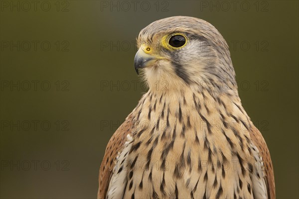 Common kestrel