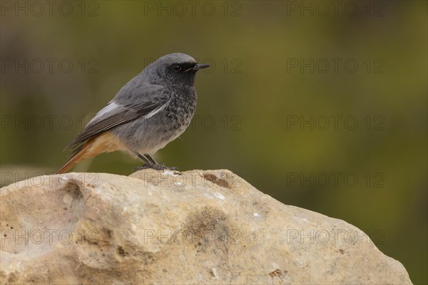 Black Redstart