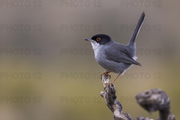 Sardinian warbler