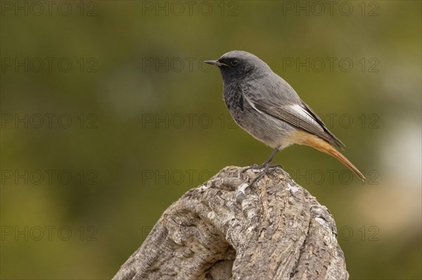 Black Redstart