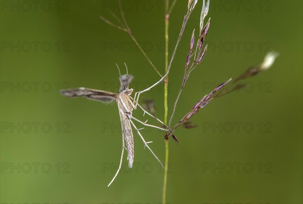 Feather moth