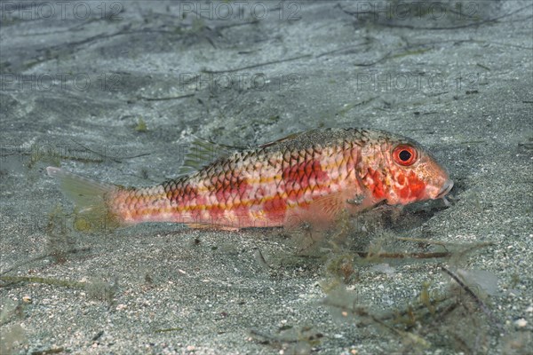 Striped red mullet