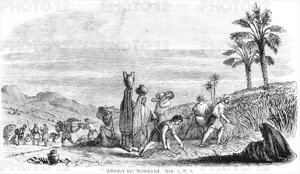 Reapers and Harvesters, agriculture, work, grain, cutting, grape harvest, grapes, vintage, clay jug, woman, men, landscape, mountains, Bible, Old Testament, The Book of Ruth, chapter 2, verse 3, historical illustration, c. 1850, Near East