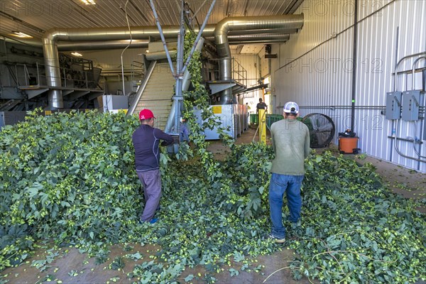 Baroda, Michigan, A Mexican-American crew processes hops at Hop Head Farms in west Michigan. They attach the bines, or vines, to hop harvesting machines that will separate the cones, or flowers, from the bines