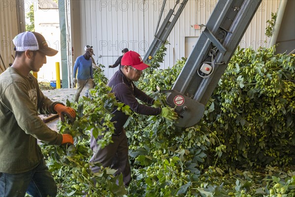 Baroda, Michigan, A Mexican-American crew processes hops at Hop Head Farms in west Michigan. They attach the bines, or vines, to hop harvesting machines that will separate the cones, or flowers, from the bines