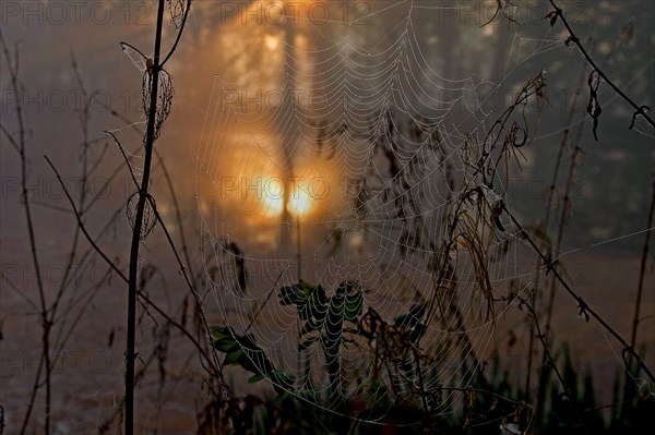 Landscape, spiders web, sun, nature, close-up of a spiders web. In the background the rising sun can be seen